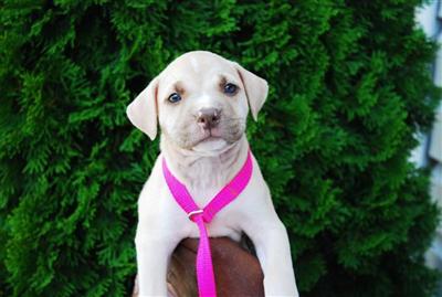 Puppies in NC